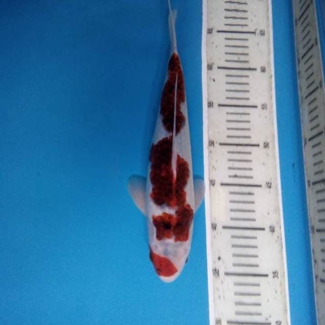 Goromo 32 cm