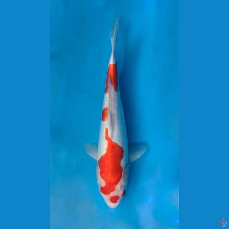 ~KOHAKU 33CM/FEMALE~