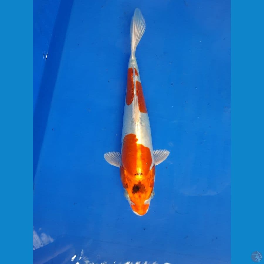 Kikoryu 25CM