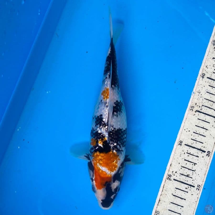 ginrin showa 25cm