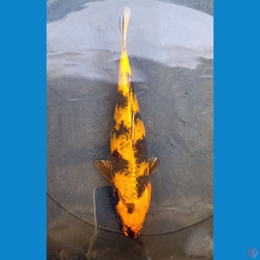 kin utsuri 27cm