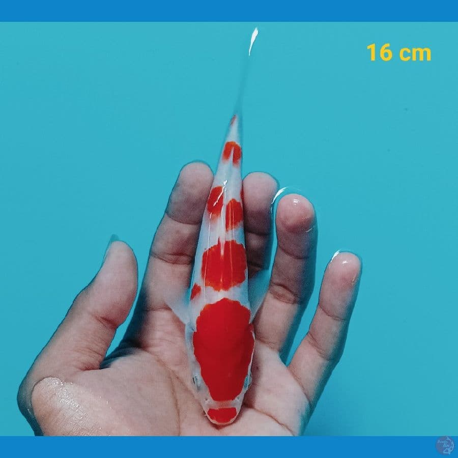 minion 16 cm