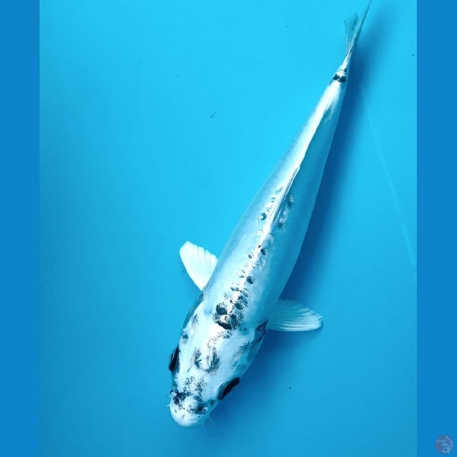 kiko 28cm