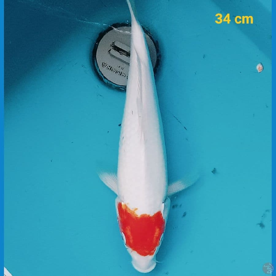 Bahan Tancho 34 cm