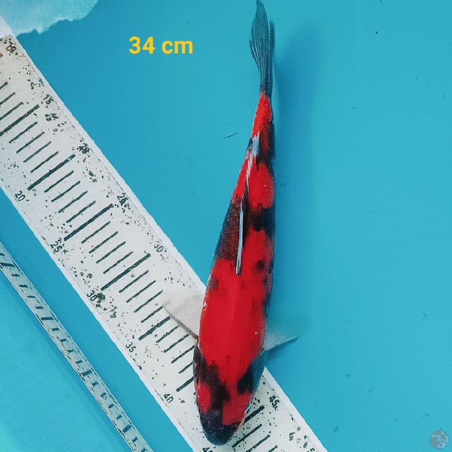 Hishowa 34 cm