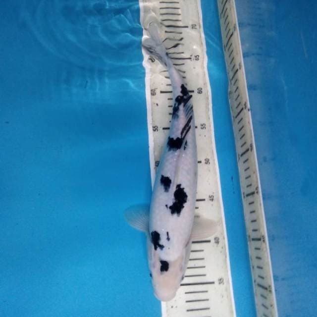 Bekko 34 cm