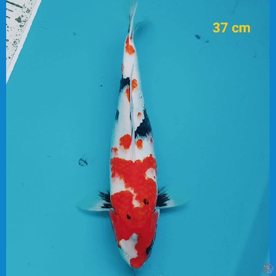 Showa 37 cm