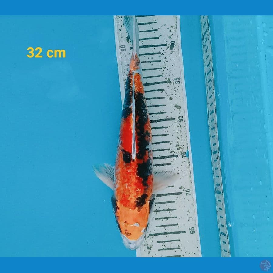 Kin Showa 32 cm
