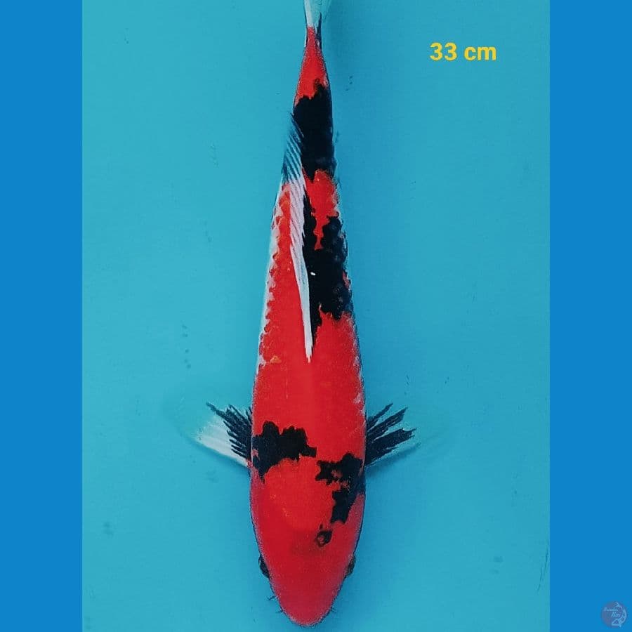 Hishowa 33 cm