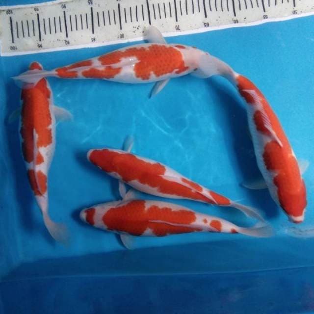Mix Kohaku 5 ekor 33 cm