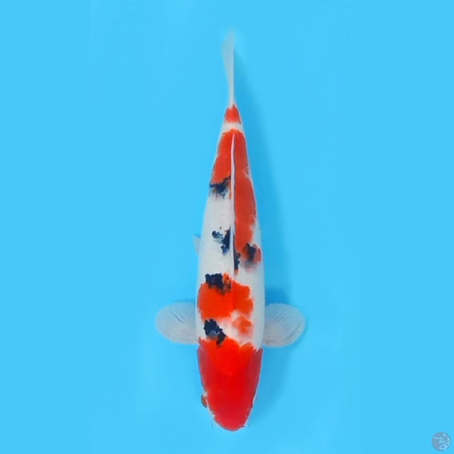 SANKE BAHAN ~31cm/MALE~