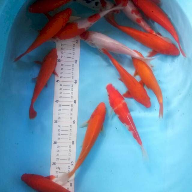 Mix binegoi, aka hajiro, kohaku 18-23 cm