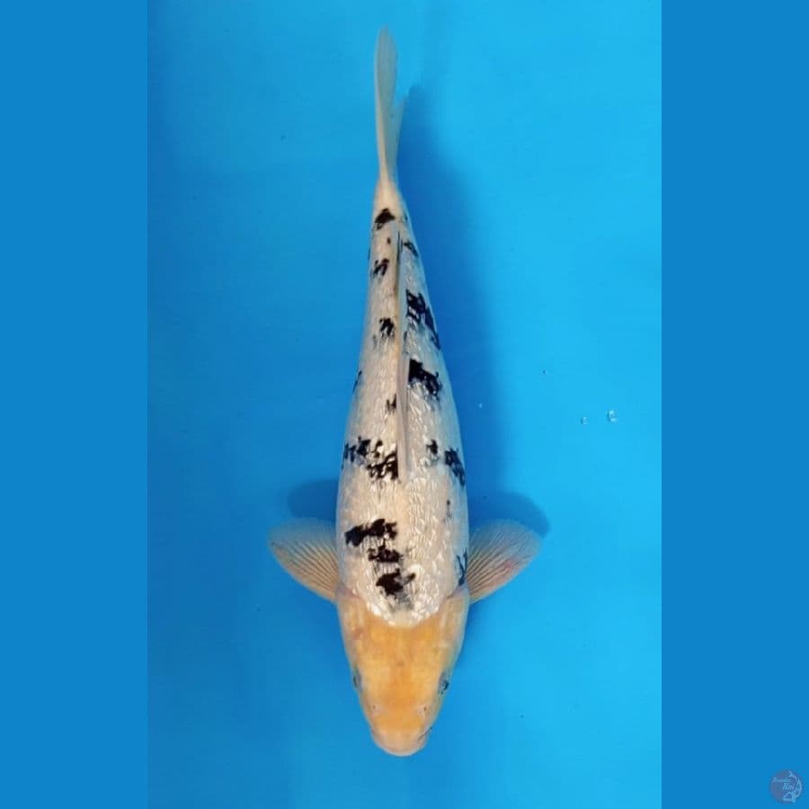 Shiro Ginrin HQ - 35cm male