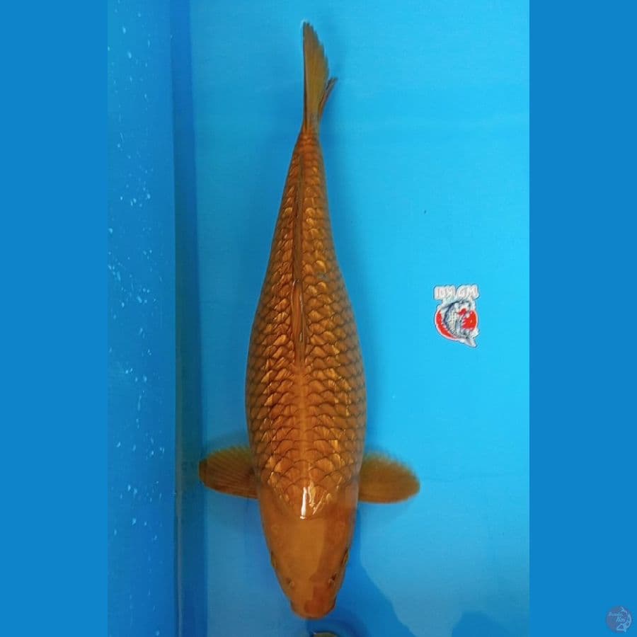 CAgoi Ginrin - 55cm