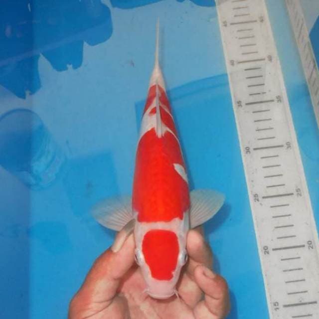 KOHAKU 4STEP