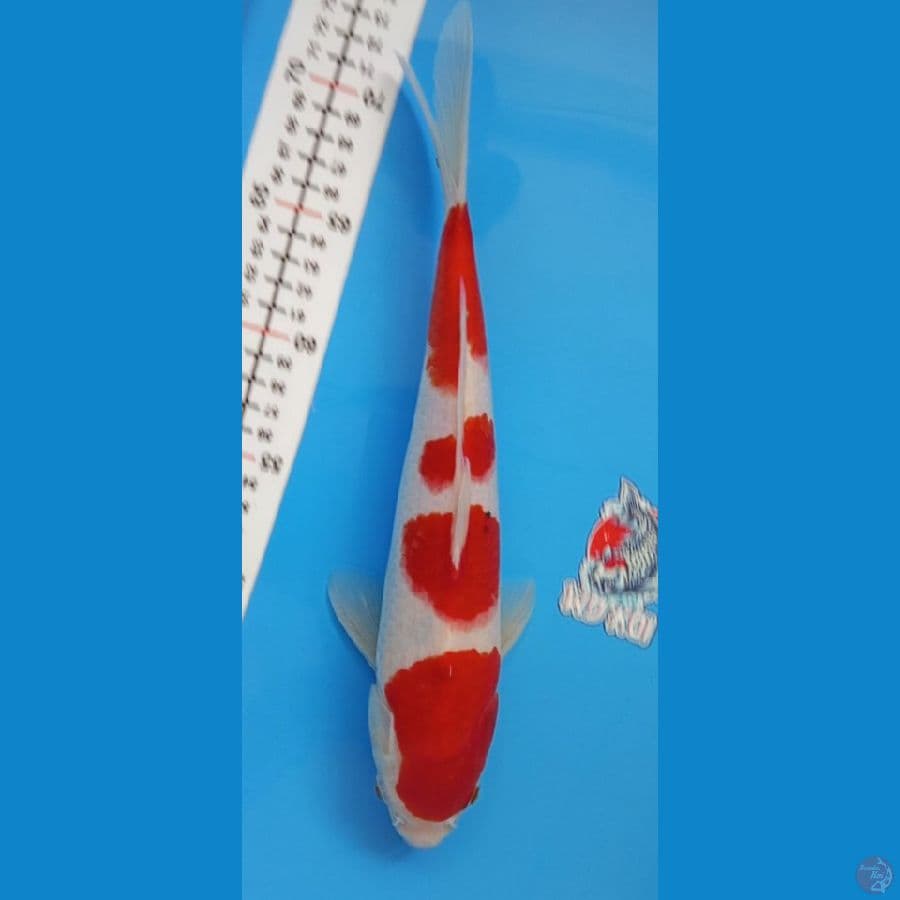 Kohaku rasa sanke - 33cm male