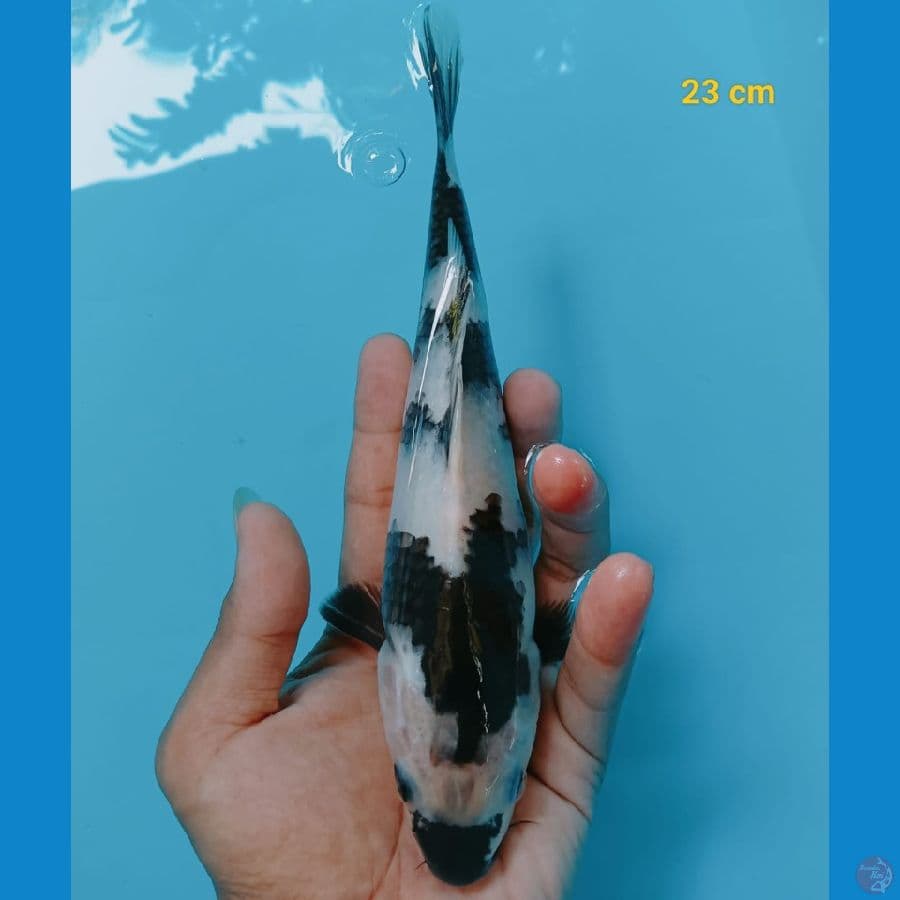 shiro Calon SQ - 23cm