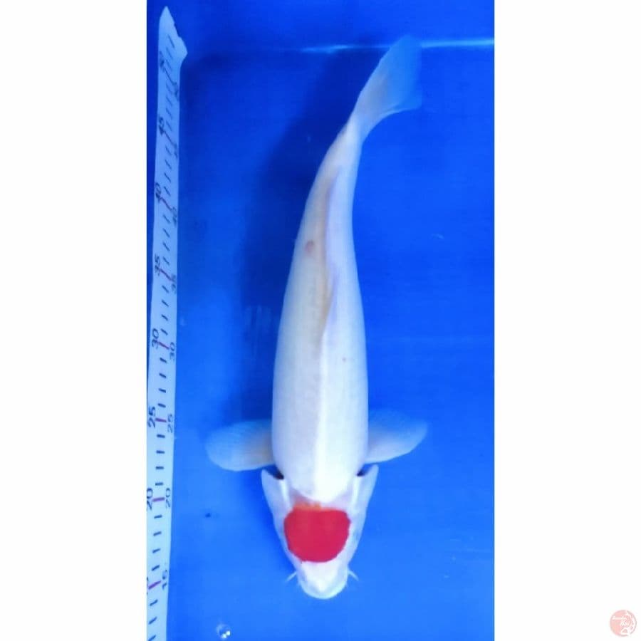 tancho kohaku