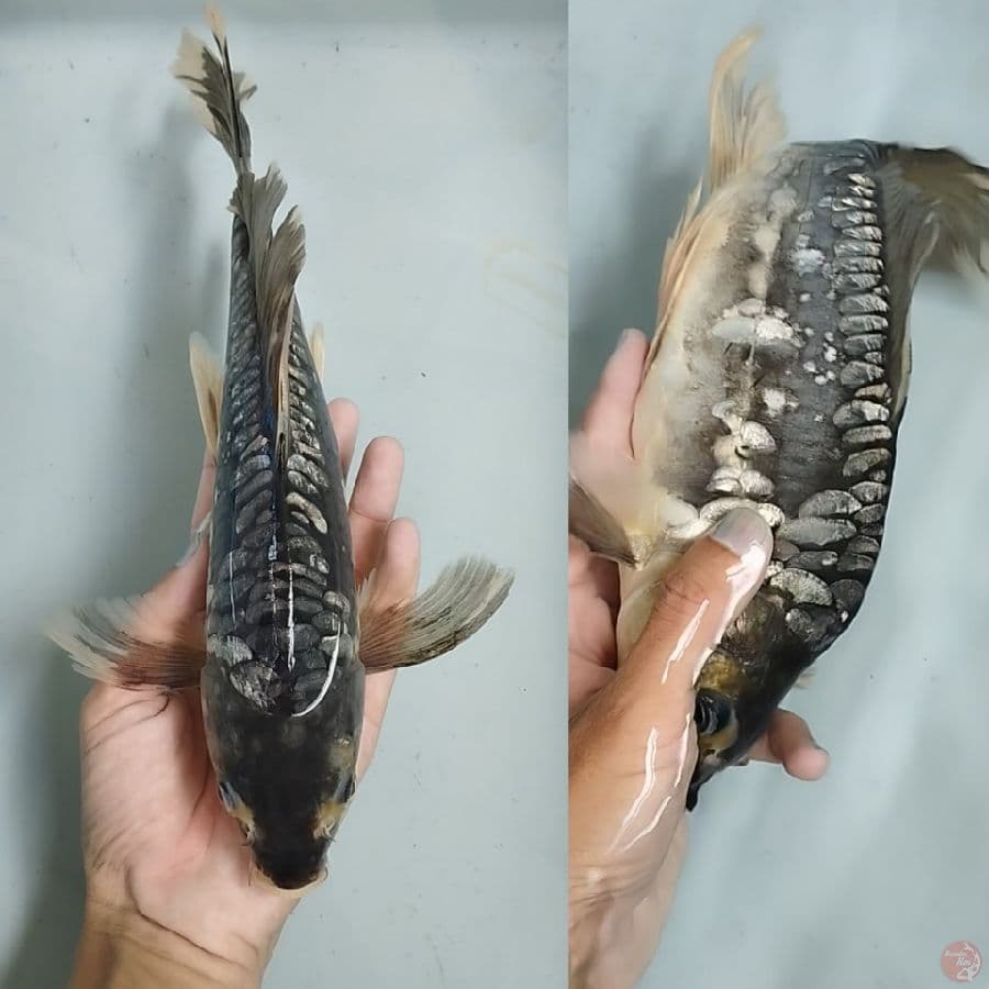 kumpay antik aragoke ginrin 30cm