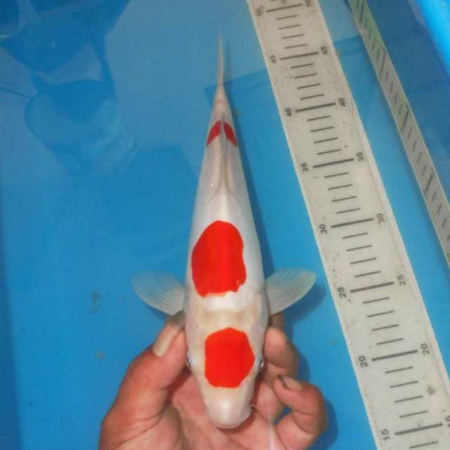 MARUTEN 3STEP KOHAKU