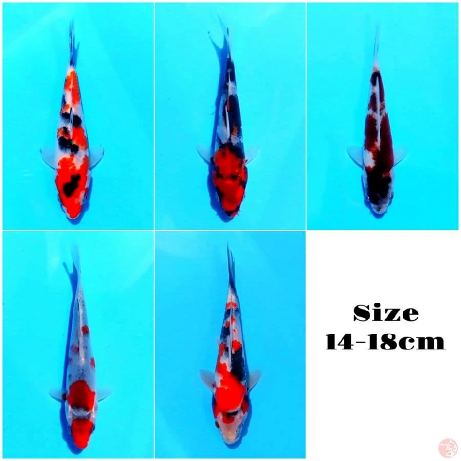 3. PAKET MIX 14-18 CM