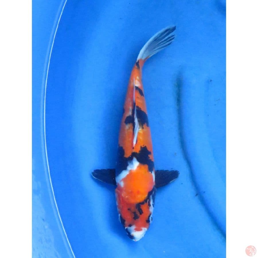 Showa doitsu Murni - 35cm