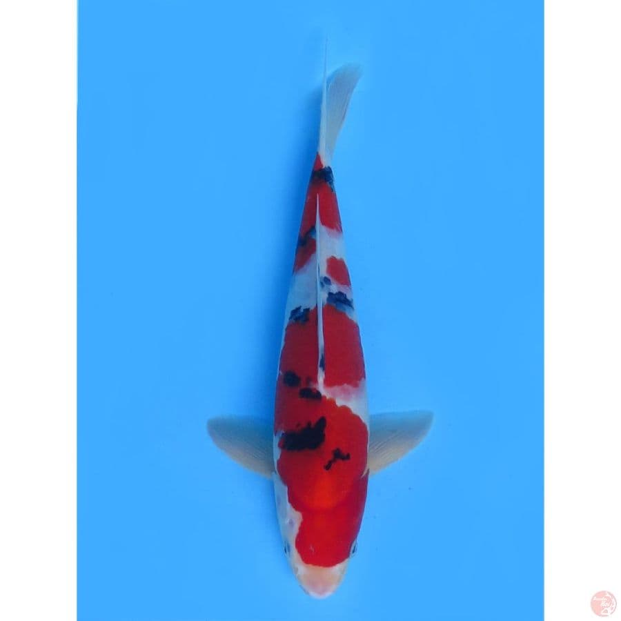 Red Sanke HQ - 35cm