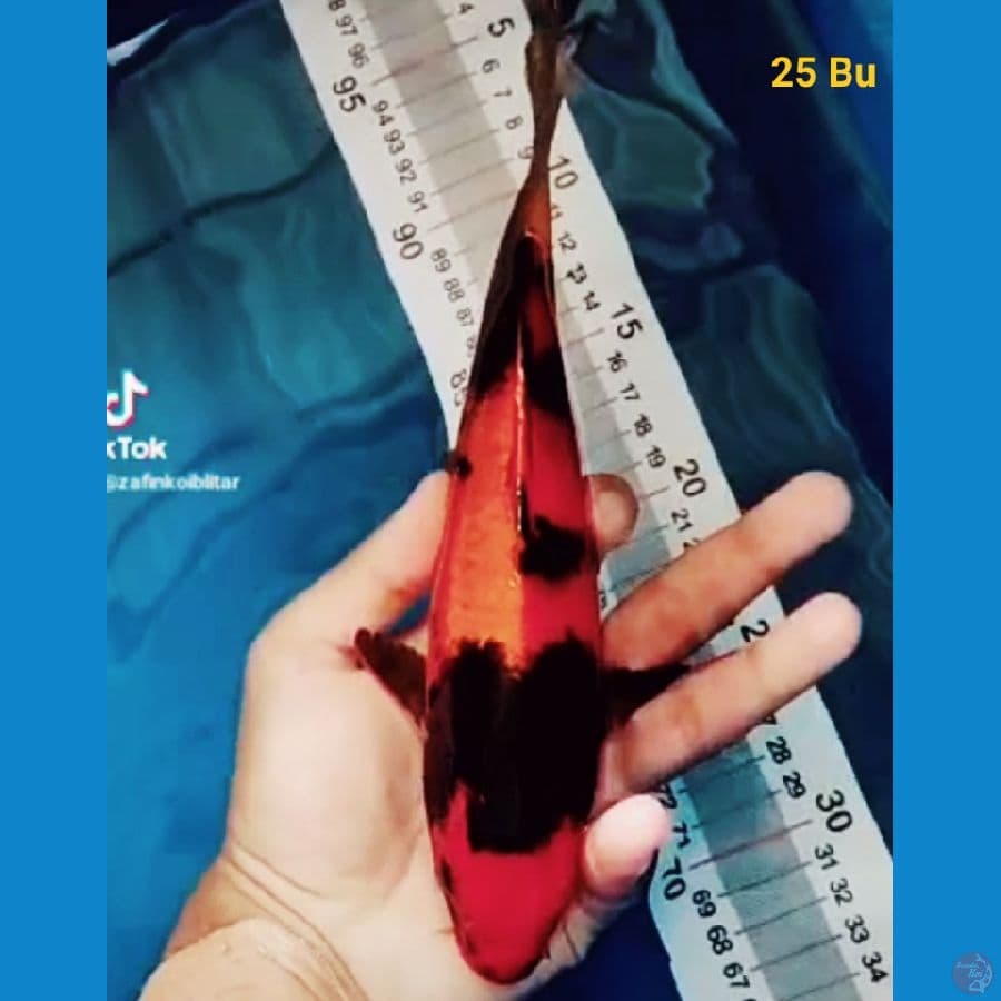 Male Utsuri 25 Bu