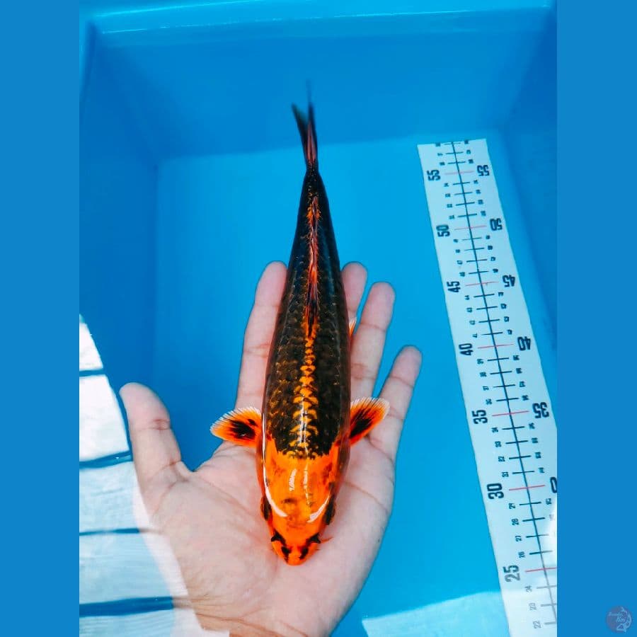 matsuba