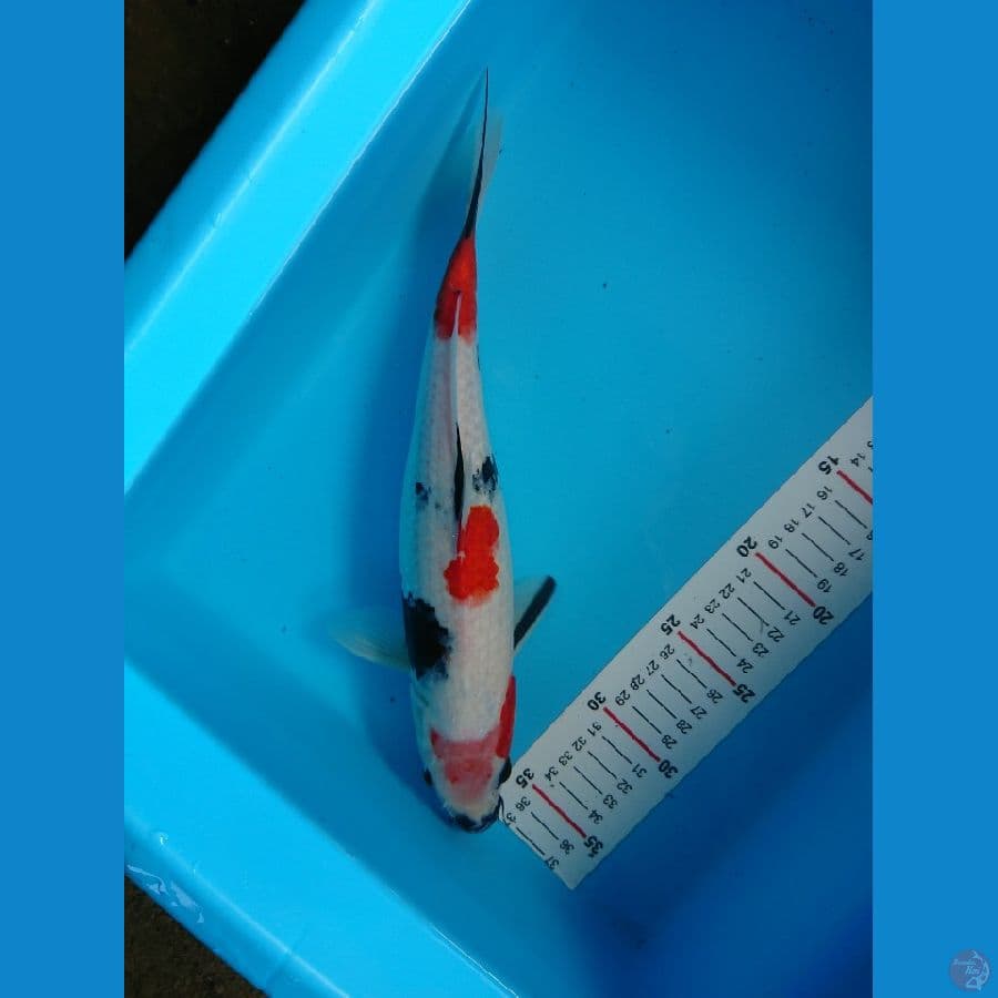 showa tatwgoi 33cm