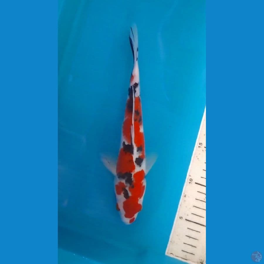 Tsubosumi Sanke 27cm