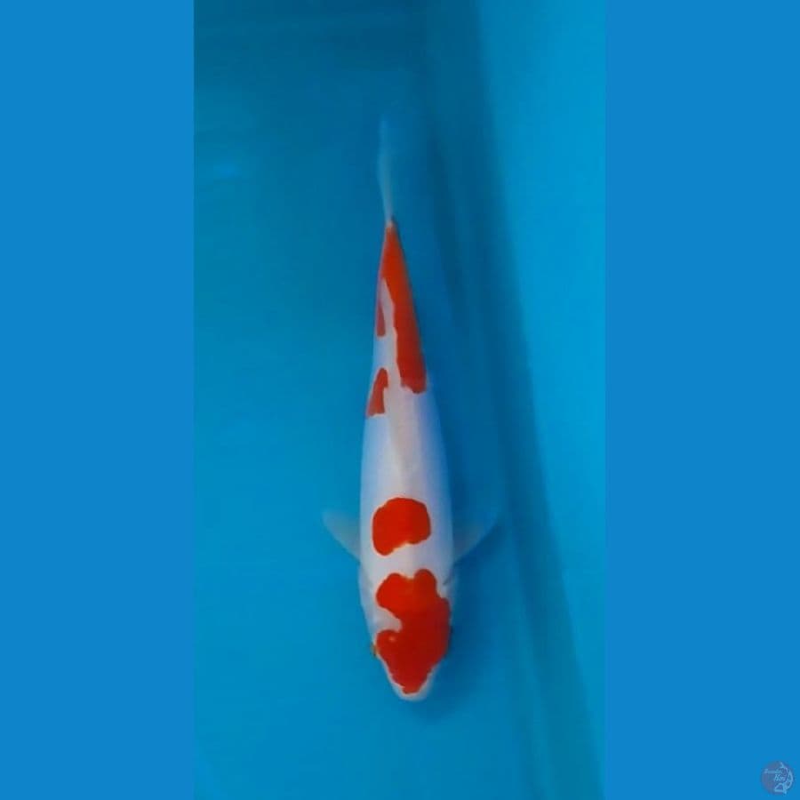 Doitsu Kohaku 27cm