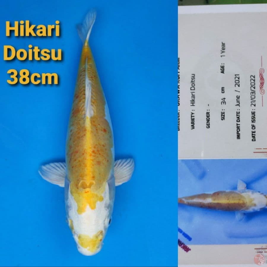 OKAWA HIKARI DOITSU 38CM