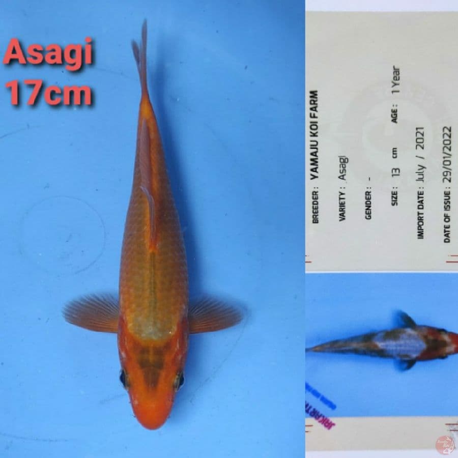 YAMAJYU ASAGI 17CM
