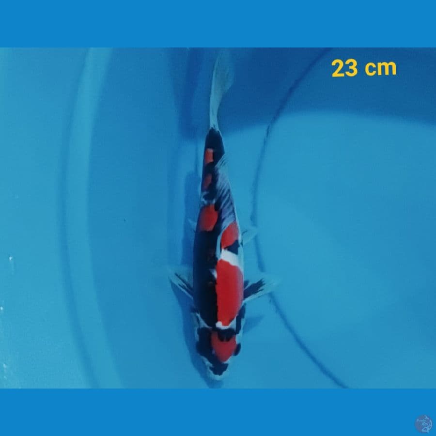 SQ Male Doitsu 23 cm