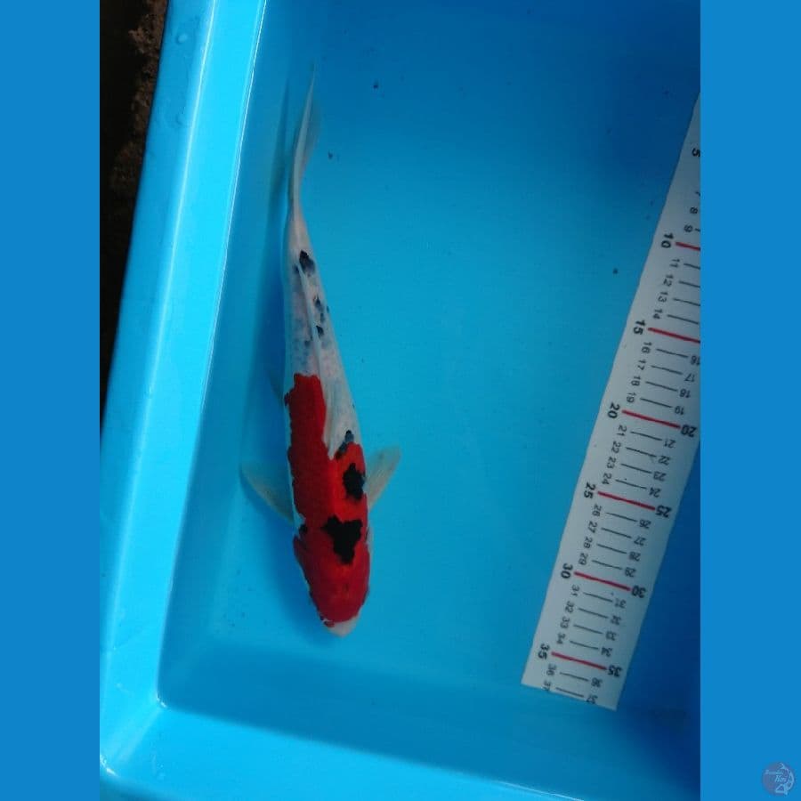 sanke jozzz 32cm