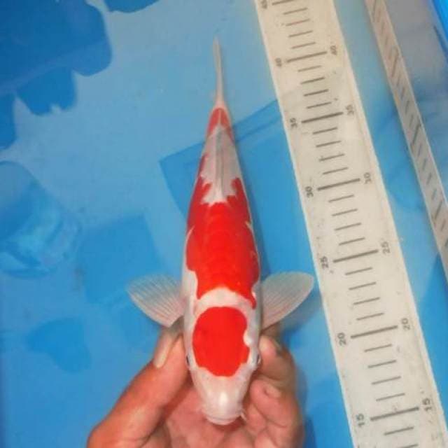 3STEP KOHAKU HQ
