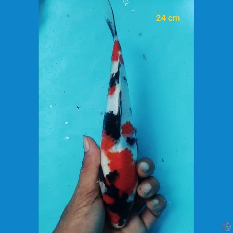 SQ Showa 24 cm