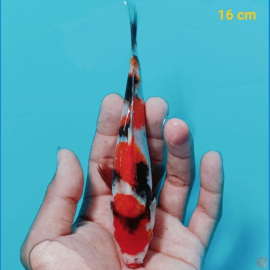 Showa 16 cm