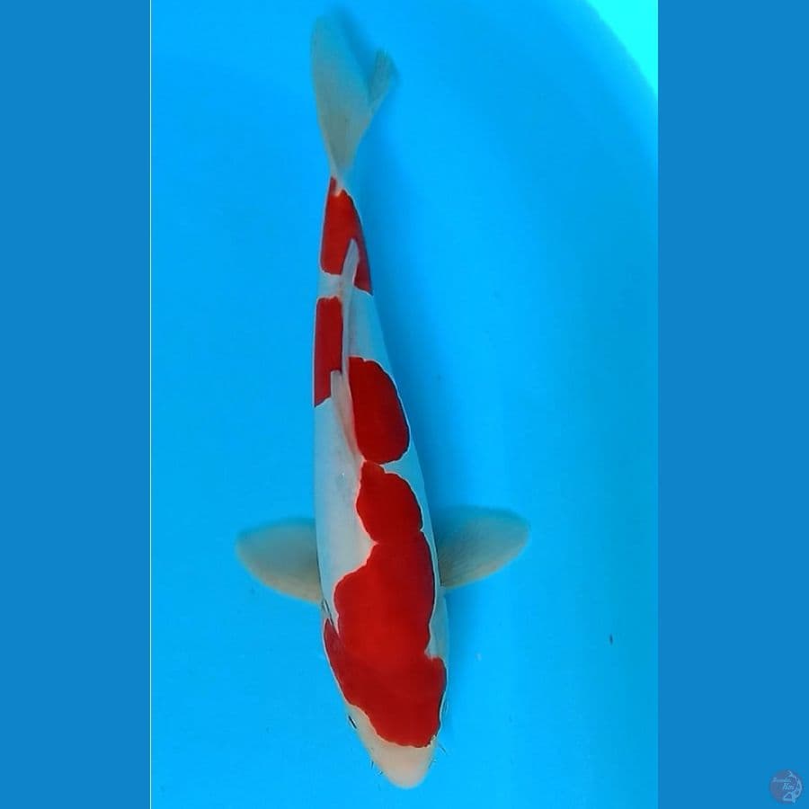 KOHAKU DOITSU