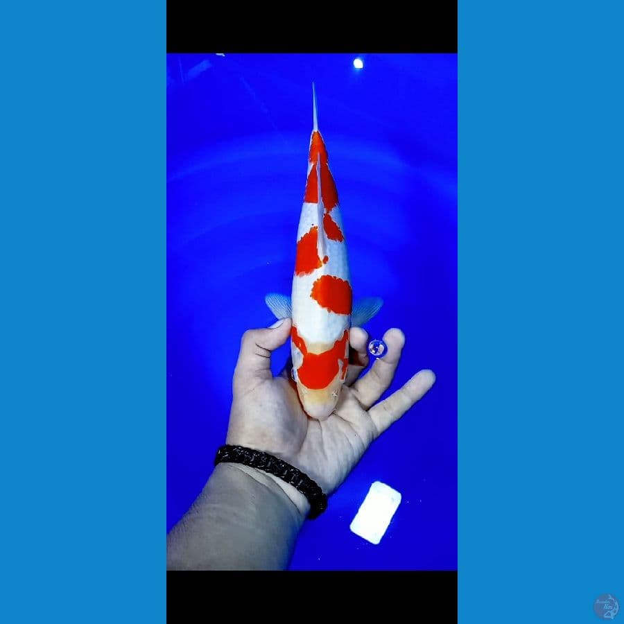 maruten kohaku 32cm