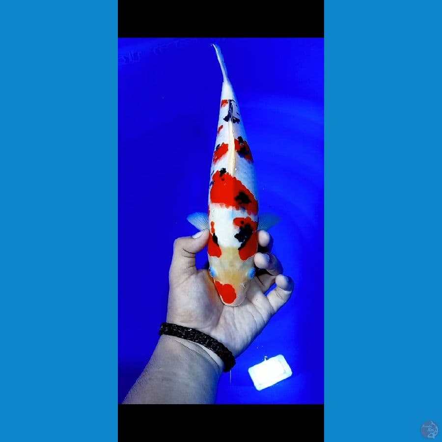 taiso sansoku 32cm