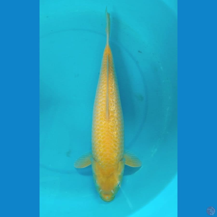 Karasi ginrin 42cm