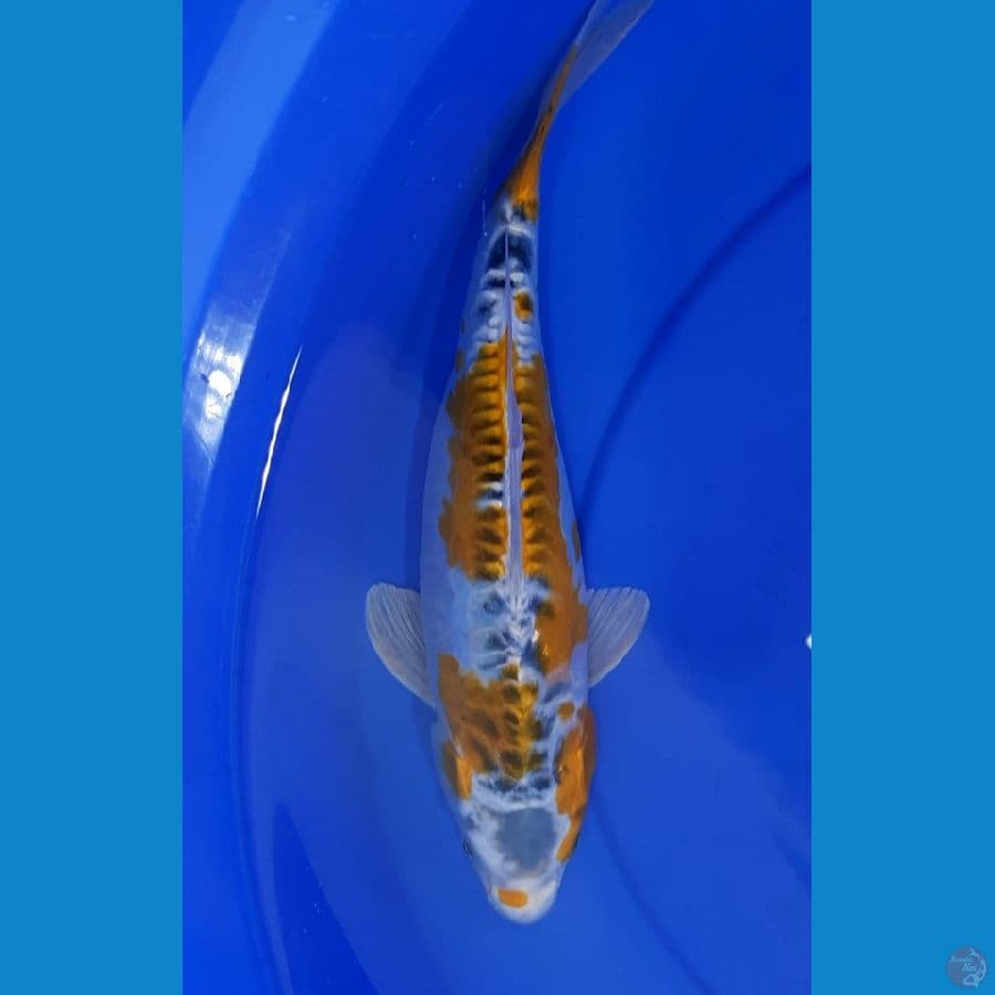 Hariwake Doitsu 27CM