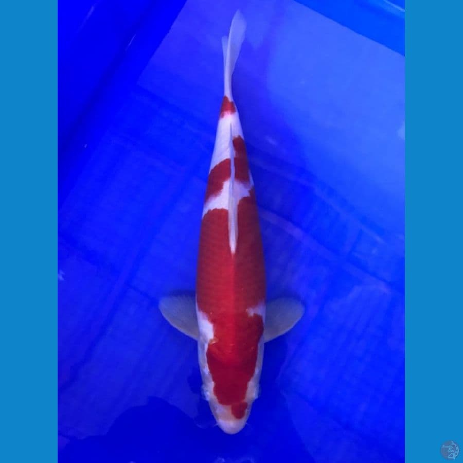 kohaku ori merah strong