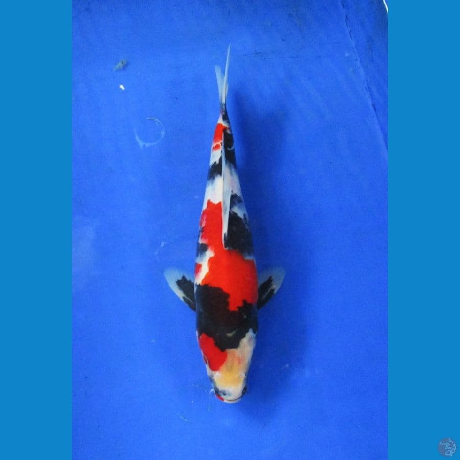 showa sansoku ±28cm stronge