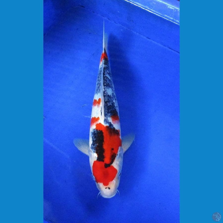 showa sansoku ±34cm jantan