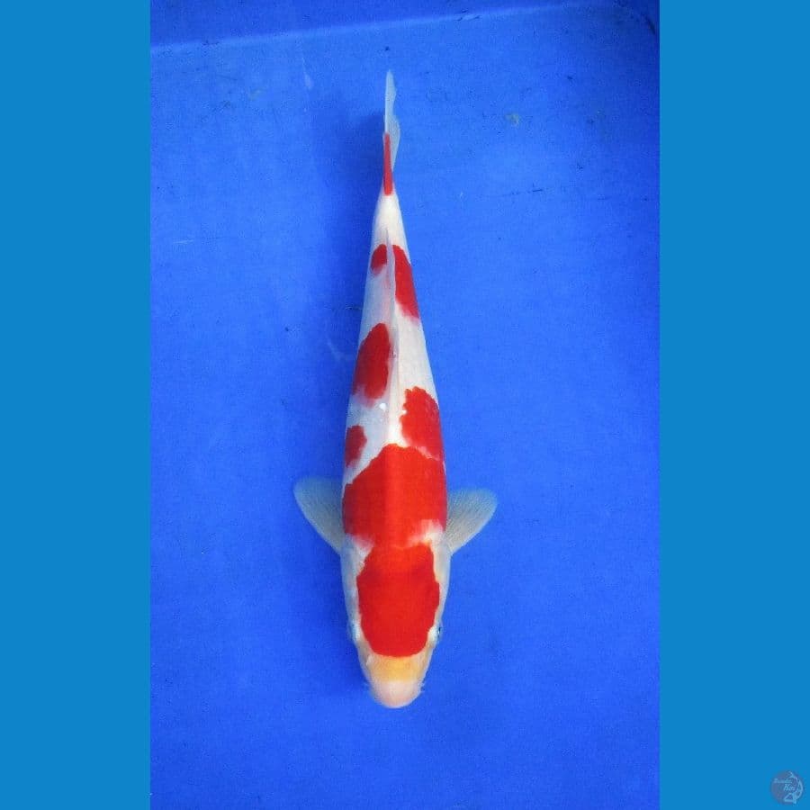 kohaku ±30cm