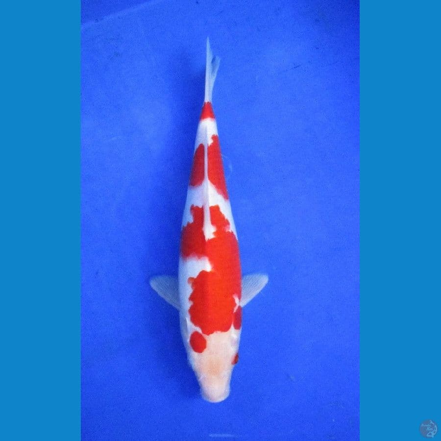 kohaku ±28cm
