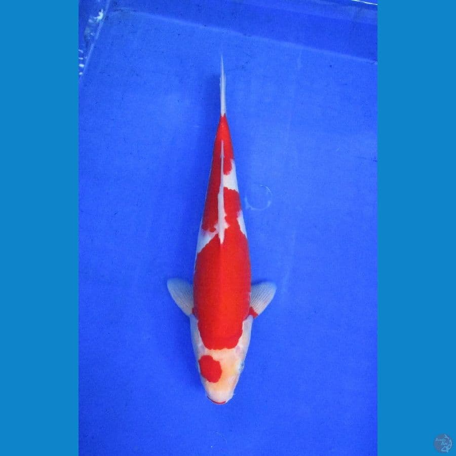 kohaku ±30cm